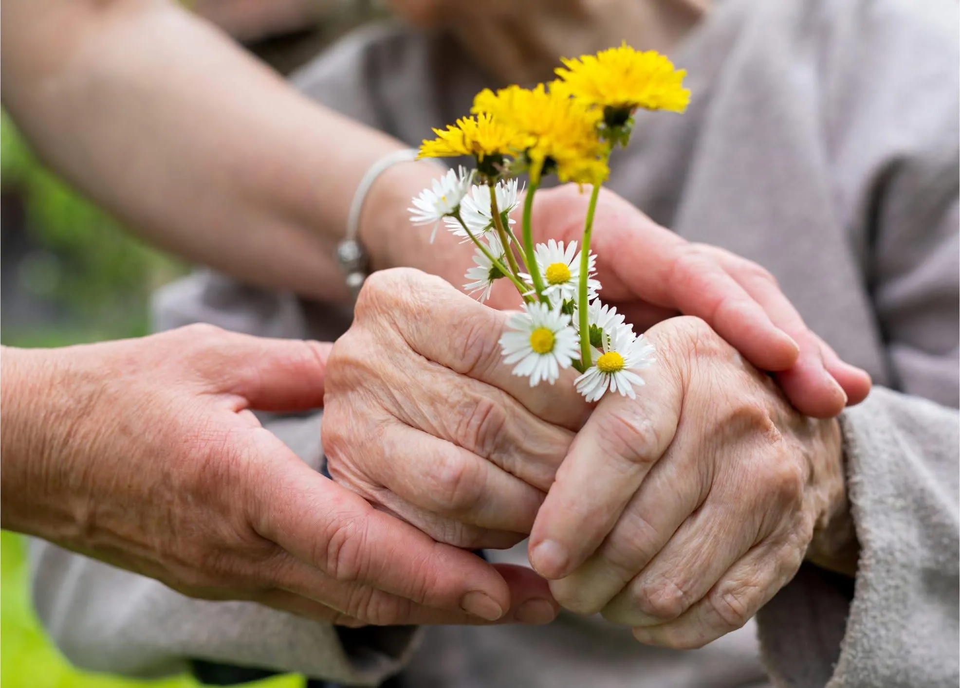 Les mains d'une aidante entourant celles d'une personne âgée qui tient un petit bouquet de pâquerettes et de pissenlits